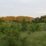 krajobrazy leśne